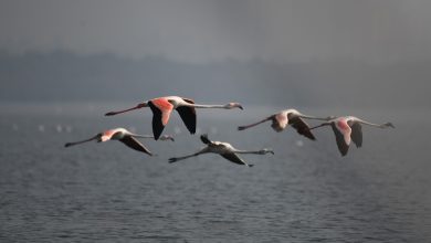 flamingo migration