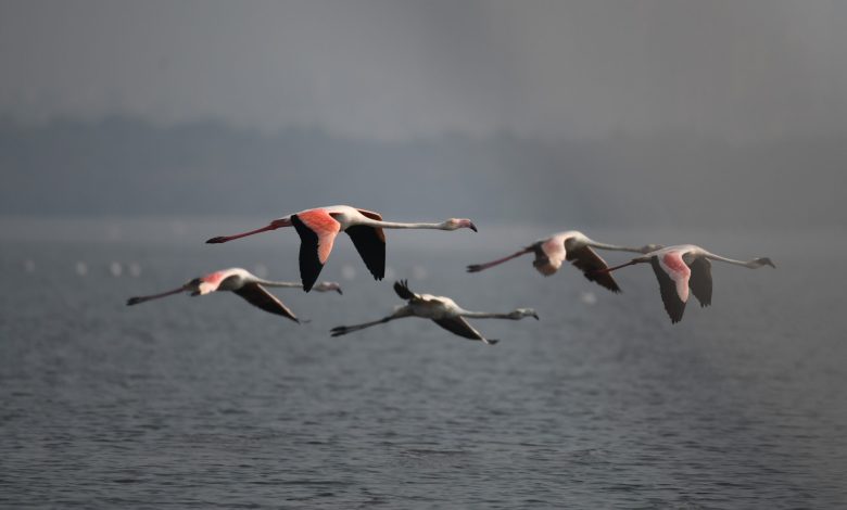 flamingo migration
