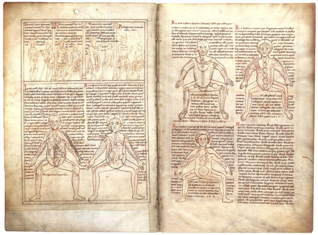 The Five-Figure Series, Munich, Bayerische Staatsbibliothek, Clm 13002, ff. 2v-3r. 1165, Prüfening, Bavaria, Germany. From L-R, top-bottom, the images are: veins, arteries, bones, nerves, and muscles.